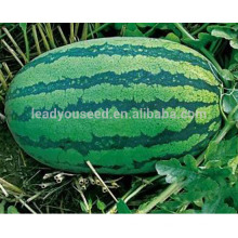 W03 Xinong no.9 mid maturity big size watermelon seeds for planting